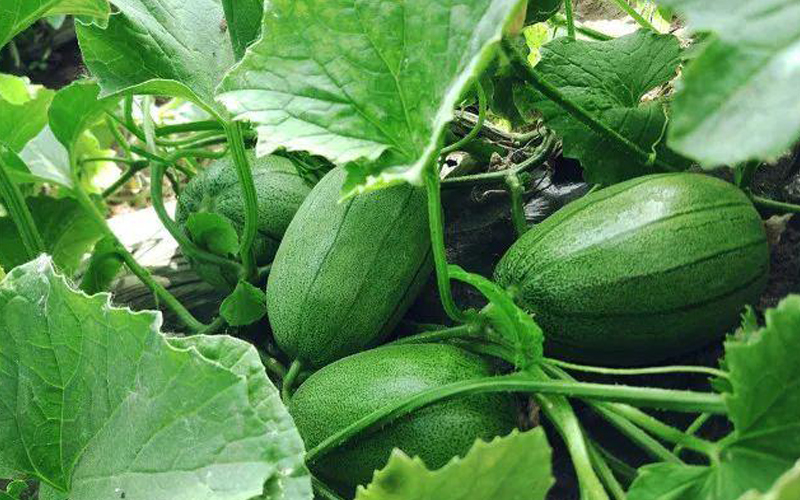 挑選水果小竅門最全攻略,這些您都知道嗎 挑選水果小竅門最全攻略,這些您都知道嗎