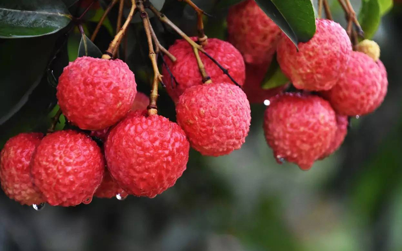 挑選水果小竅門最全攻略,這些您都知道嗎 挑選水果小竅門最全攻略,這些您都知道嗎